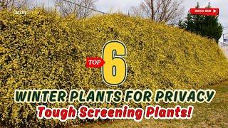 Winter Plants for Privacy - TOP 6 Tough Screening Plants!  // Gardening Ideas