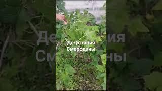 Смородина из осенних черенков #саженцы #черенки #ягоды #отправкапочтой #смородина