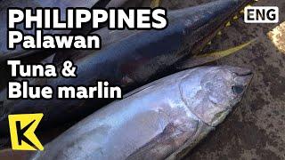 【K】Philippines Travel-Palawan[필리핀 여행-팔라완]푸에르토프린세사 항구, 참치와 블루마린/Tuna&Blue marlin/Puerto Princesa