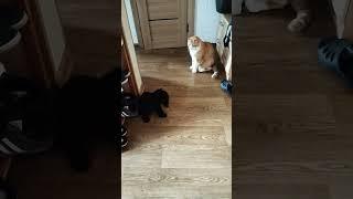 пока неДружбаны))) #cat #cats  #dog #милота