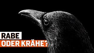 Rabe oder Krähe: 5 Spannende Fakten über Rabenvögel