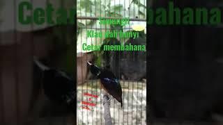 kolibri ninja #shortvideo #shorts #kicau #kicaumania #birds #bird #birdlovers #konin #kolibrininja