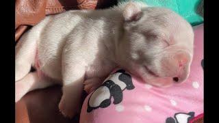 Adorable Frenchie Frenzy: Watch Our Puppies Play, Nap, and Tumble!