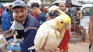 Al-Qariah Market for Birds and Pets Sunday  Learn about all the animals African Parrot + Acoli +.