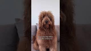 Goldendoodle grooming #shorts #grooming #goldendoodle #doodlelovers