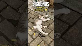 La gatita está o no está embarazada  #animal #humor #gatos #michis #viajes #monteria #maoymaireth