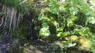 Codfish Creek Falls Discovery, Auburn, California