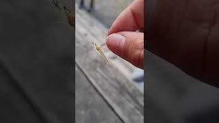 이건 무슨 벌래뉴...??? (아시는 사람 정보좀) #벌래