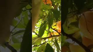 Picking of fruit (orange) #farmtime #shortvideo