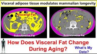 Visceral Fat Removal Extends Lifespan