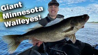 How To Catch GIANT Minnesota Walleyes!