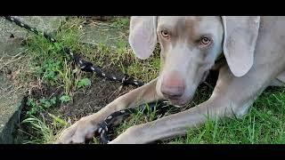 Blitzen Trapper - Furr - Holder The Weimaraner