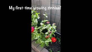 Minnie Does Arizona, and so does this butterfly in her zinnias