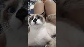 I see you monster baby cat  | tiktokph | debbiedreamer tv