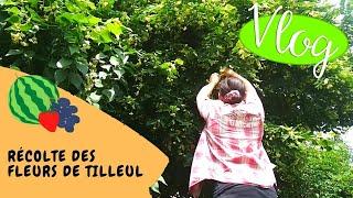 ‍ Vlog #21 - Récolte des fleurs de tilleul pour faire des infusions