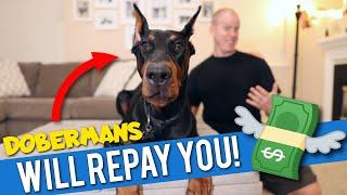 How Owning a Doberman Will Improve Your Life