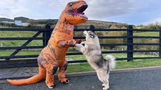 I Pranked My Husky In A Dinosaur Costume And He Bit Me!!