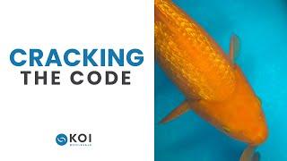 Cracking the Code: How to Choose the Perfect Single-Colour Koi