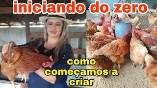 COMO COMECEI CRIAR GALINHAS | O QUE PRECISA PRA INICIAR DO ZERO CRIAR GALINHAS POEDEIRAS: pathy