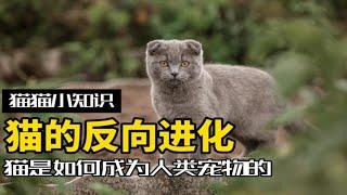 猫是怎么成为家养宠物的？猫：做了一个违背祖宗的决定