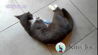 Introducing KickFish | The purrfect Cat Toy for your kitty by KittyJoy™ Shop online at kittyjoy.co