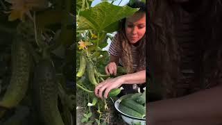 Сбор огурцов в самом разгаре #garden #gardenlife #дача #огород #shorts
