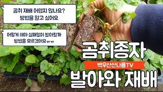 곰취종자 발아와 곰취를 재배하는 방법에 대해서 알아보겠습니다....