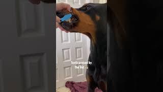 Brushing My Doberman Dog’s Teeth #dogcare #doberman #dogtips #dobermanpinscher #dogcare