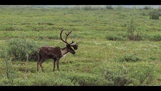 Haul Road Caribou Hunt