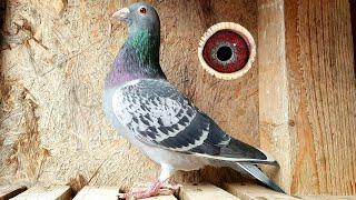 Top Pigeons with Excellent Extreme Marathon Origins