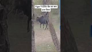 Tiger Hunting Bull in Jim Corbett | Jim Corbett Tiger Attack | Jim Corbett Maneater Tiger #shorts