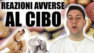 Reazioni Avverse al Cibo: quali sono e come si manifestano nel Cane e nel Gatto?