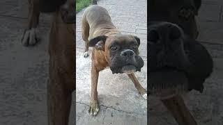 perro boxer ladrando