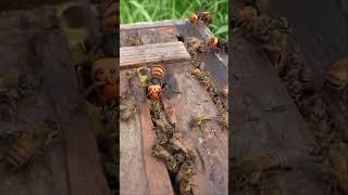 Giant Hornets vs. Western Honeybees: Why They Can't Survive in Japan