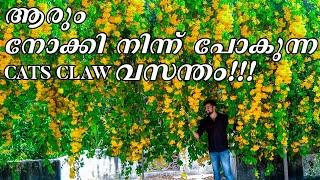 ആരും കൊതിച്ചു പോകുന്ന ഒരു cats claw ഗാർഡൻ | Cats claw plant care and tips I Beautiful Garden Kerala