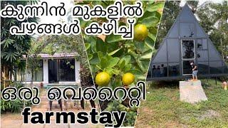 പഴത്തോട്ടത്തിന് നടുവിലെ  കിടിലൻ താമസം |FarmStay in Kozhikode | Kerala Tourism #farming #farmstay