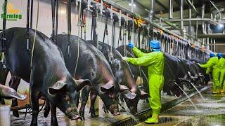 Black Pig Farming - Korean Farmer Raising Jeju Black Pigs Earns 1.9M USD Per Year | Food Factory