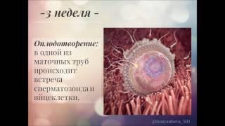 Беременность по неделям