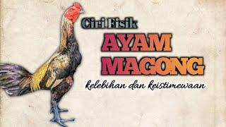 AYAM MANGON CIRI FISIK DA KELEBIHAN