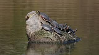 Turtles on a log 4K Stock Footage