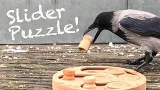 Wild Crow Solves Slider Puzzle