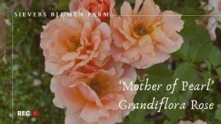 Mother of Pearl Grandiflora Rose | Growing roses