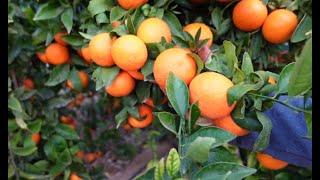 Terminamos campaña con la ORRI la de mayor sabor en mandarinas tardías