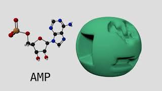 Allosteric Regulation of Phosphofructokinase I