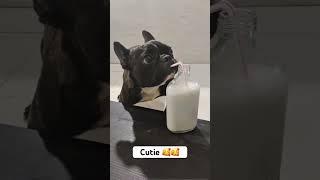 Cutie thing .::::::::::::: Credit by Tiktok :unknown …………DM for credit or removal #frenchie #dog