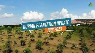 Durian Plantation Update July 2023