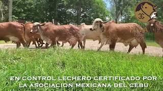 Gyr Lechero Plus/ Rancho Loma Alta, Norte de Veracruz, Mexico.