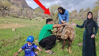Documentary on Nomadic Life: Saifullah's Efforts to Take Good Care of Arad