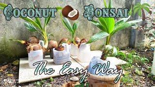 Coconut  Bonsai  || The Easy Way || ZCatS TV