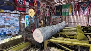 sawing four oak logs into trailer decking # 591
